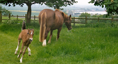 North Lincs Equestrian